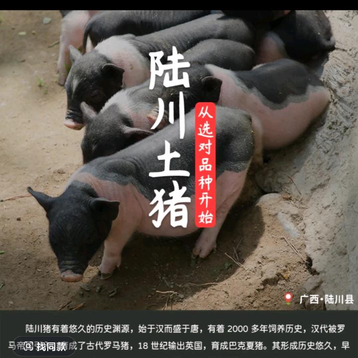 宇晨农场 陆川猪