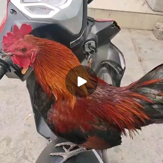勇哥手撕鸡