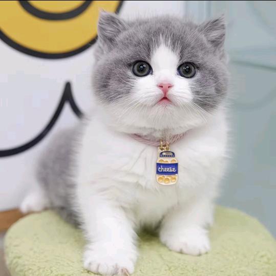 🦋ꦿ໊海南᭄猫仔᭄ꦿᩚ