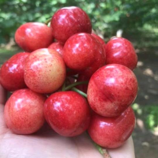 🍒🍒樱桃🍒🍒