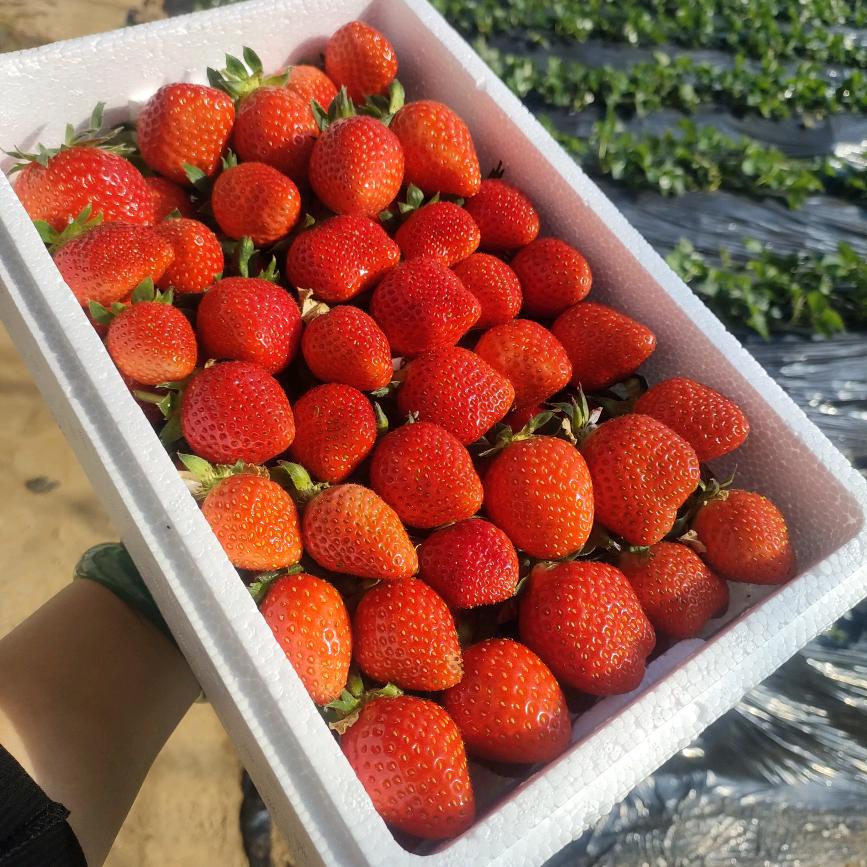 小草莓🍓🍓