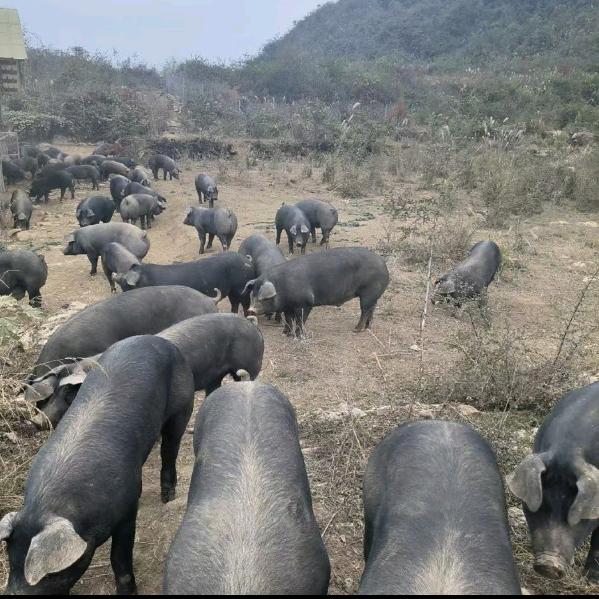 胖哥（三省堂）令