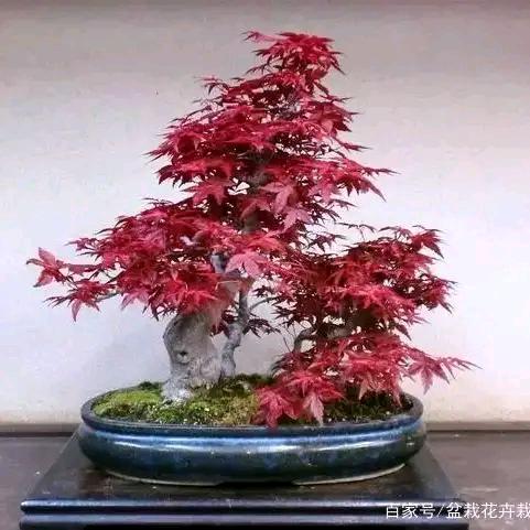 开💞心💞就💞好