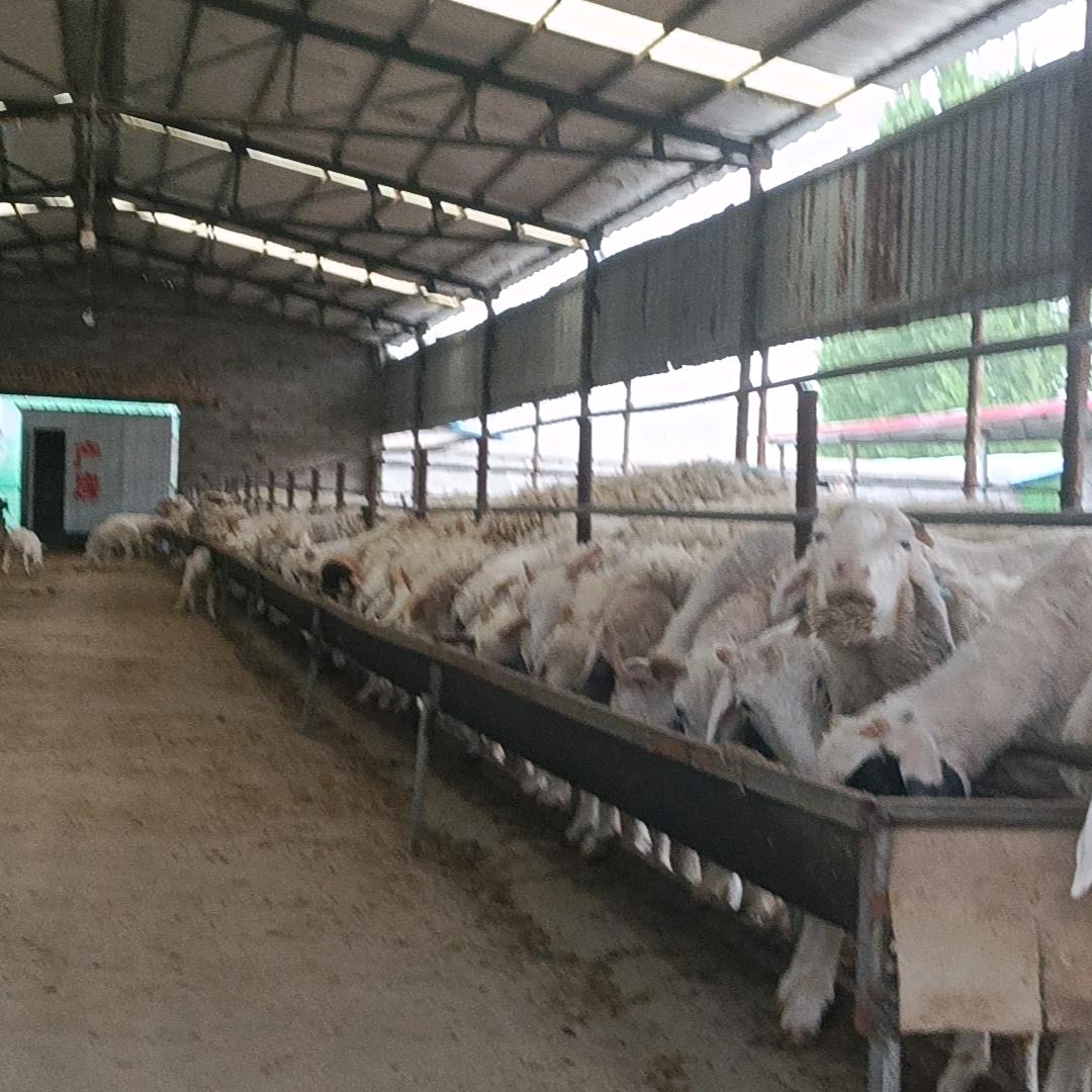 小尾寒羊保种场