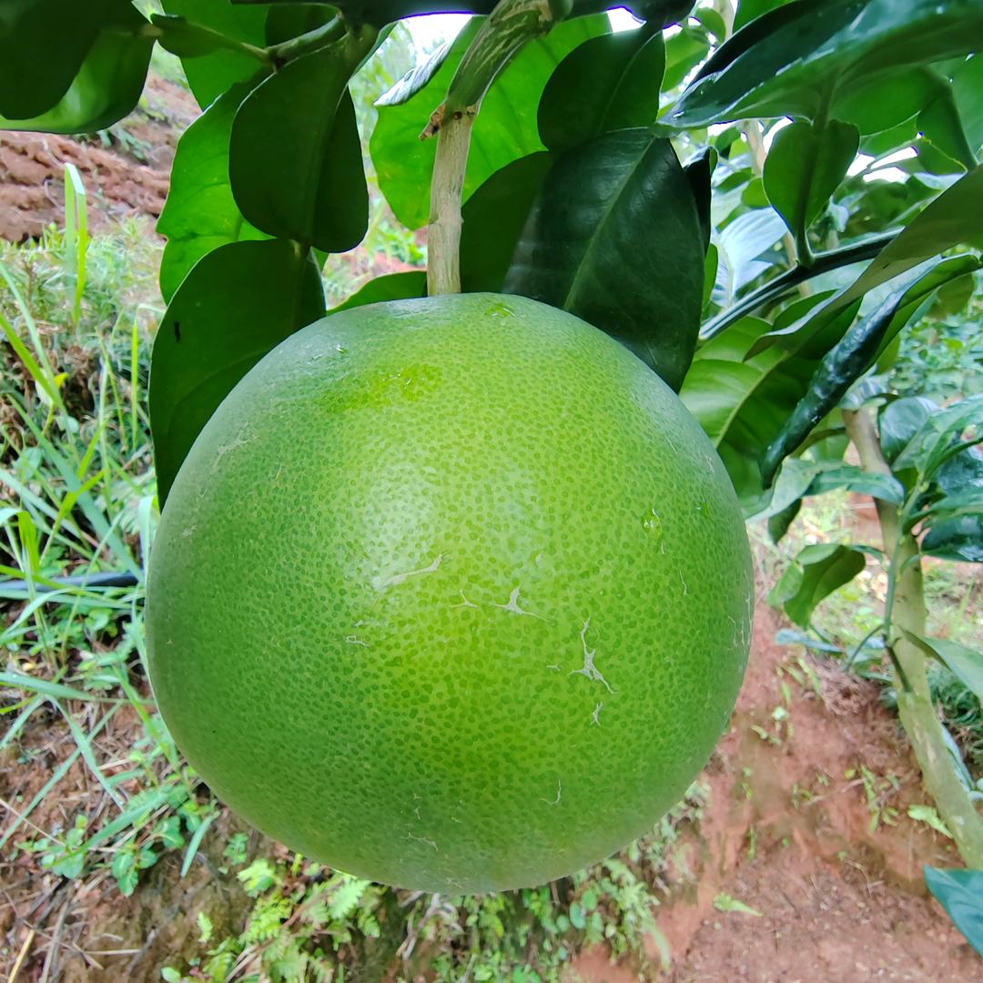 红宝石青柚