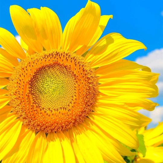 阳阳（助力号）