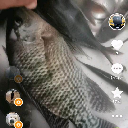 户外野钓啊成