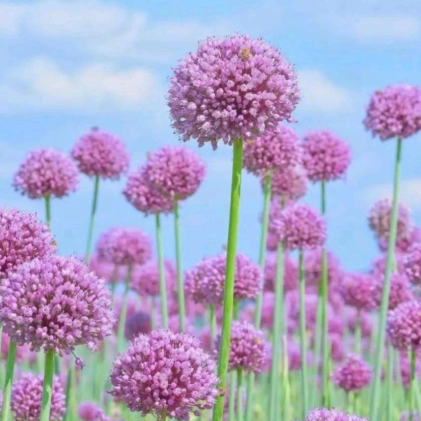 微微一笑(ღ♡‿♡ღ)