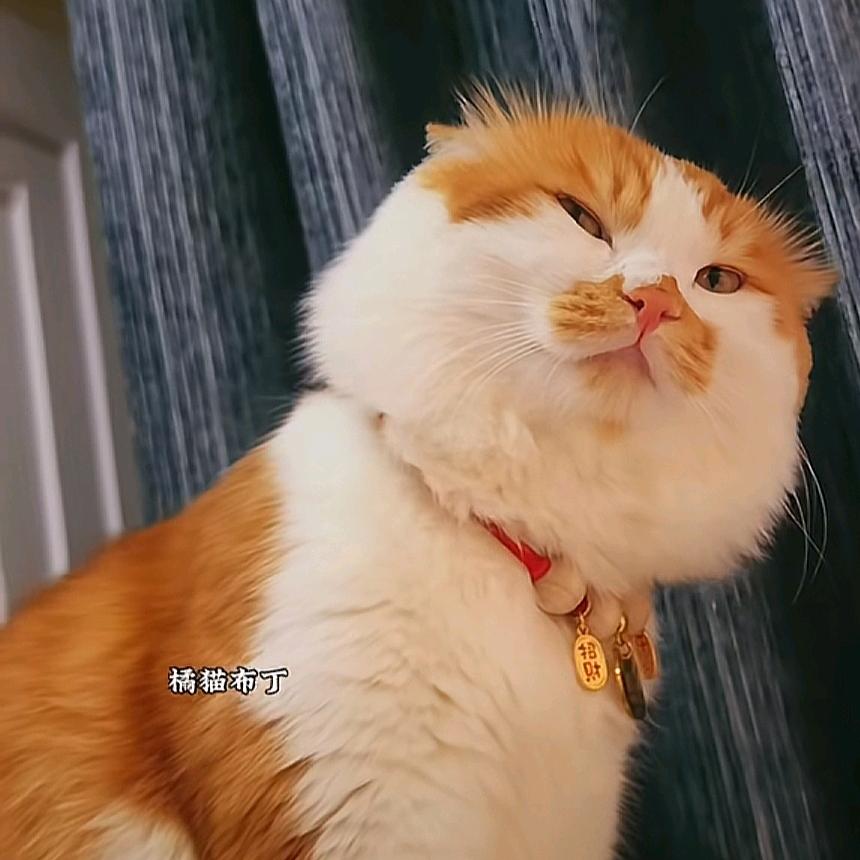 叶