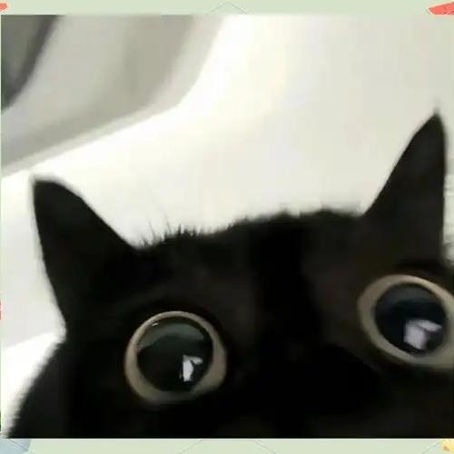 小猫游戏王拆卡社