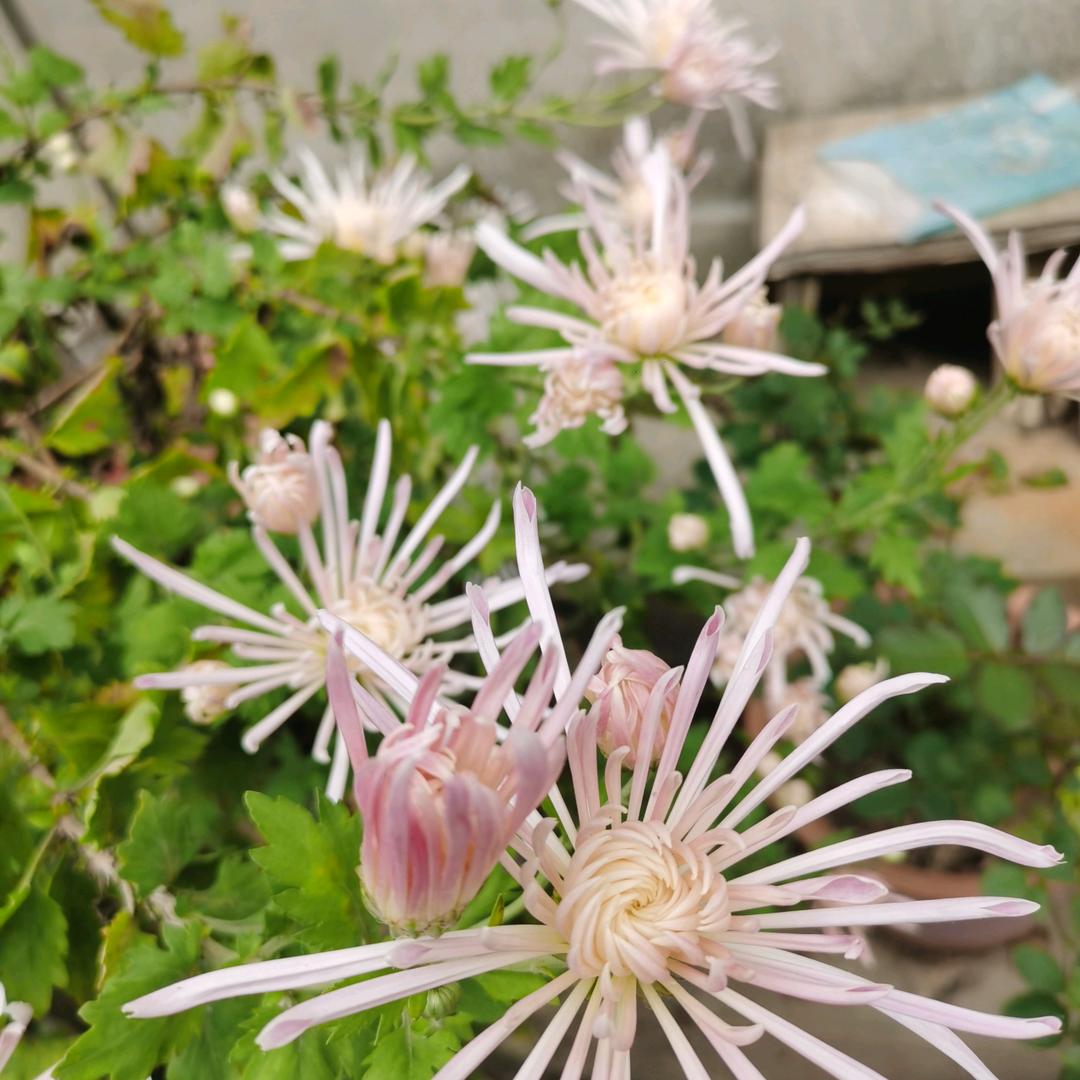 但行好事，莫问前程