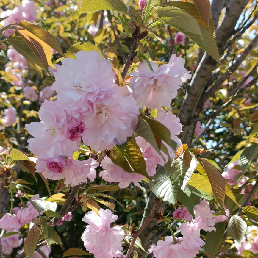 依依～好物