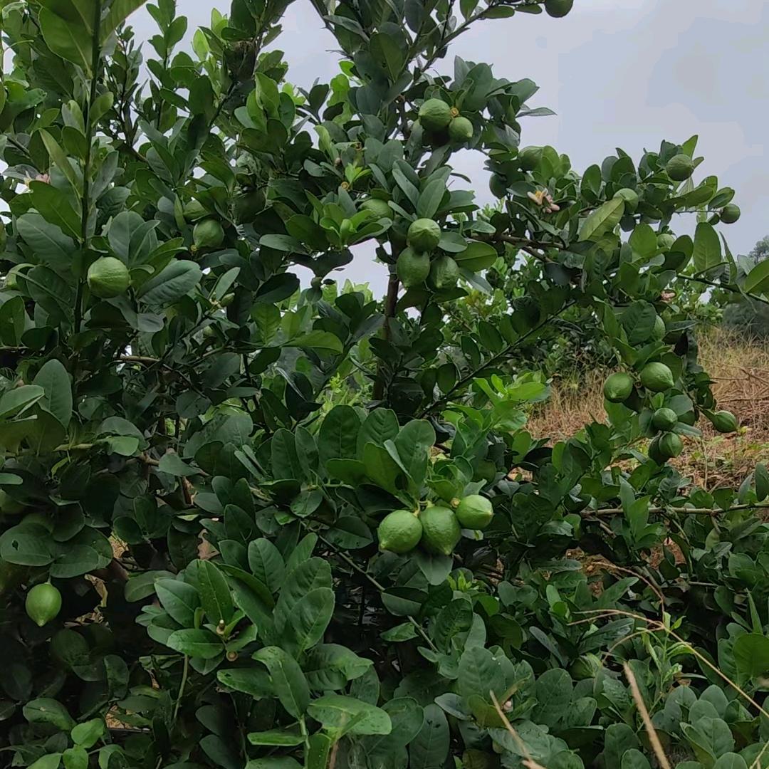 广东.开平产地无籽香水柠檬