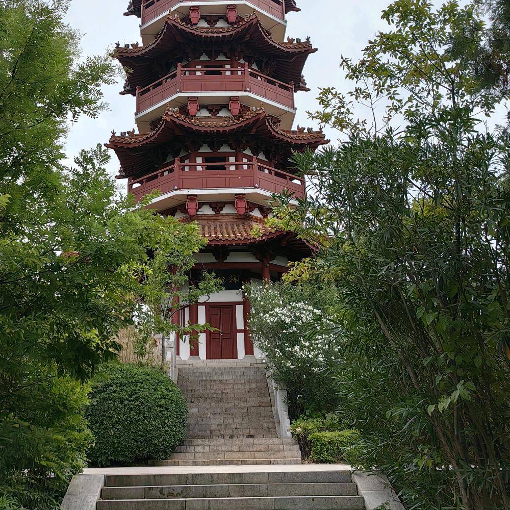 汪汪直播