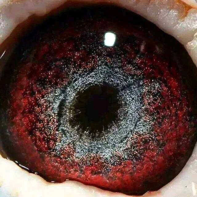 成绩鸽信鸽血统鸽