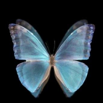 蓝羽蝶