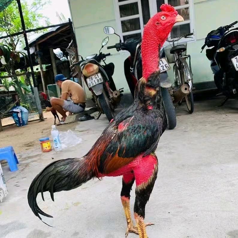 小常斗鸡