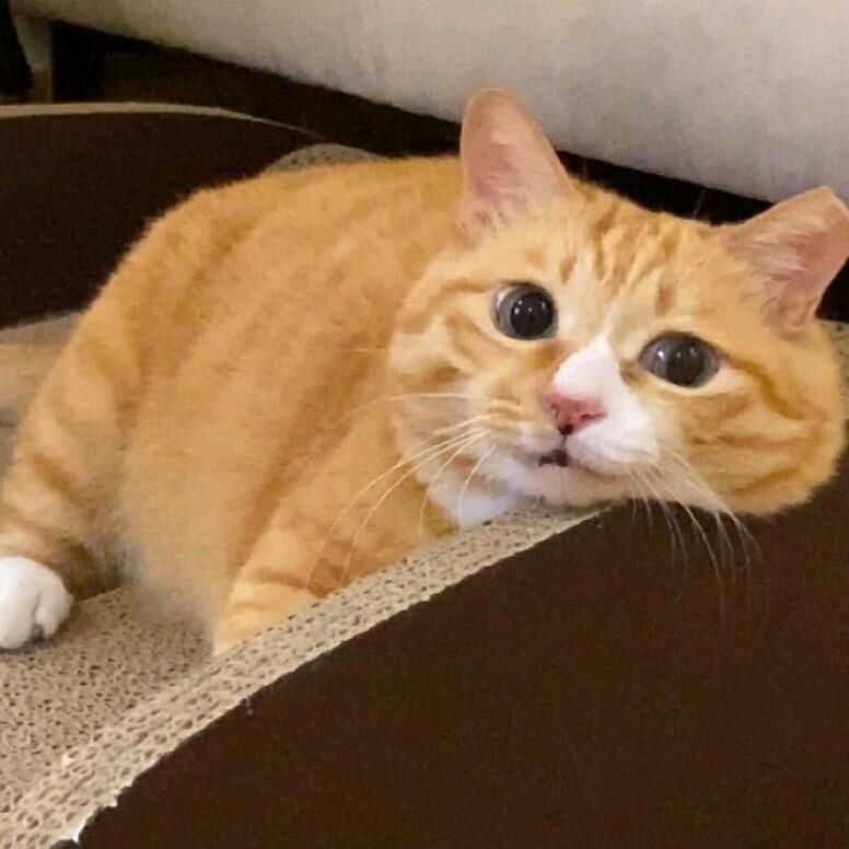 蕉绿の失业日记