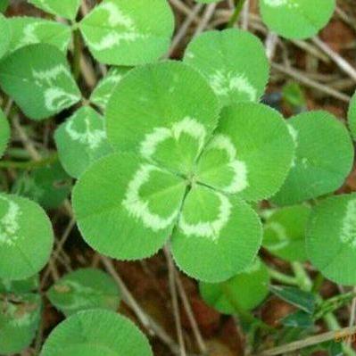 自家地瓜，小园菜，花生油