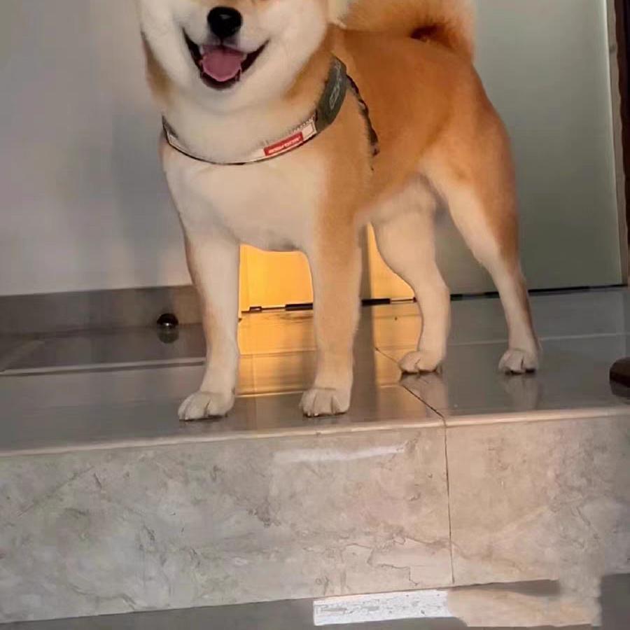 星锅