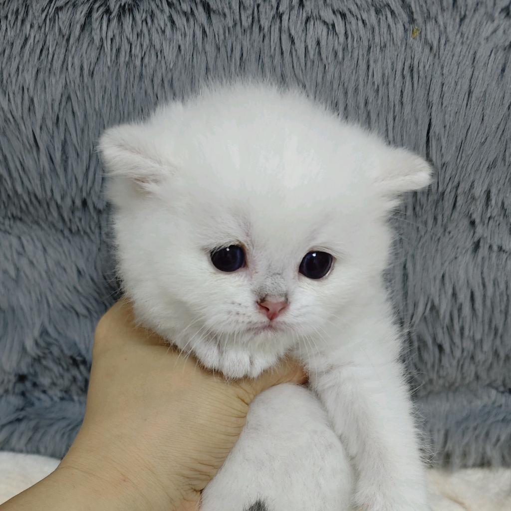小汤圆（家有爱宠猫咪）