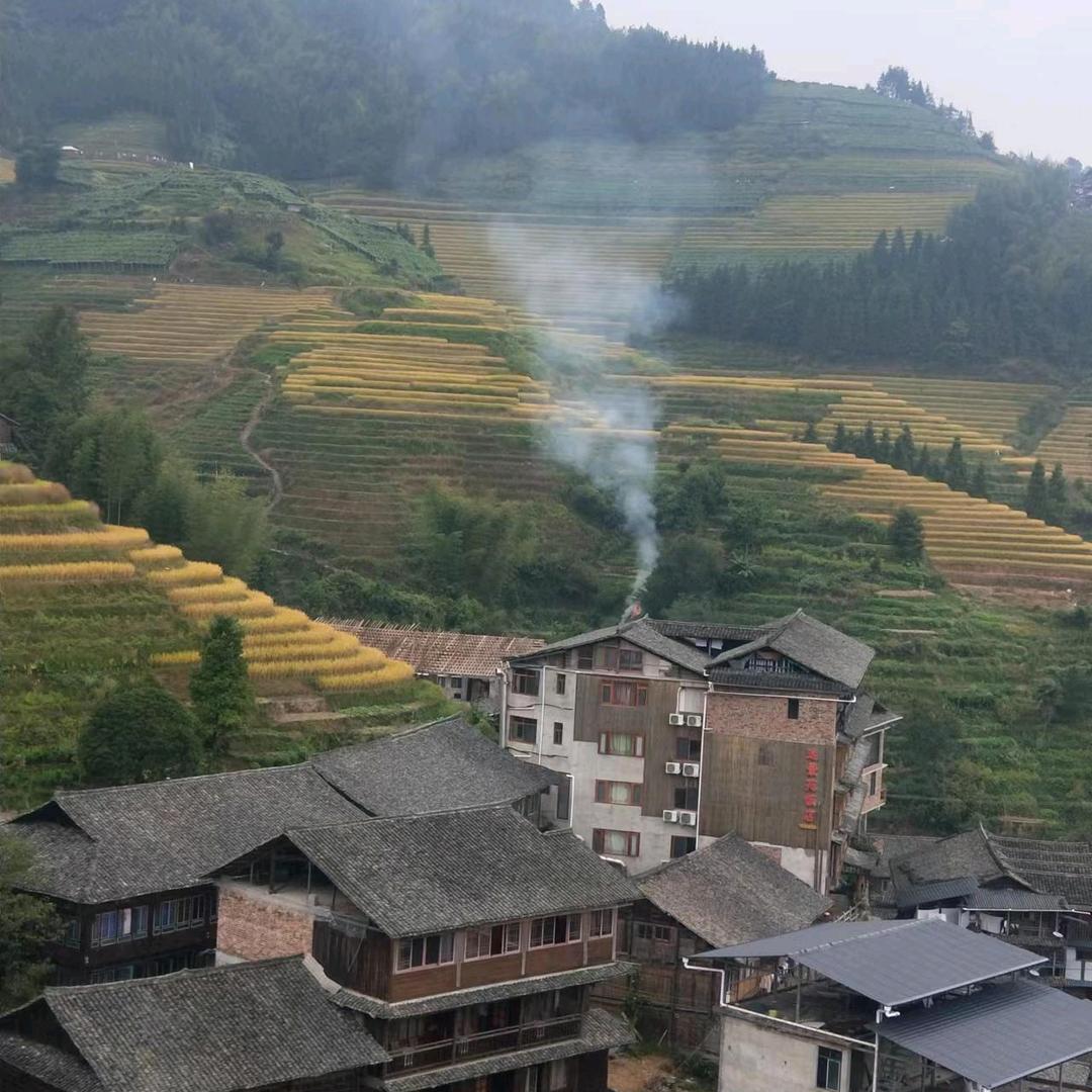樱桃树