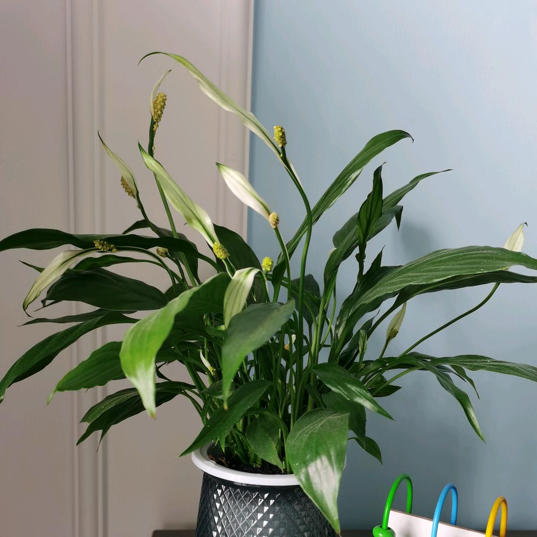 “建立自我，追求无我”