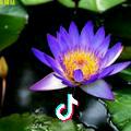 蓝莲花