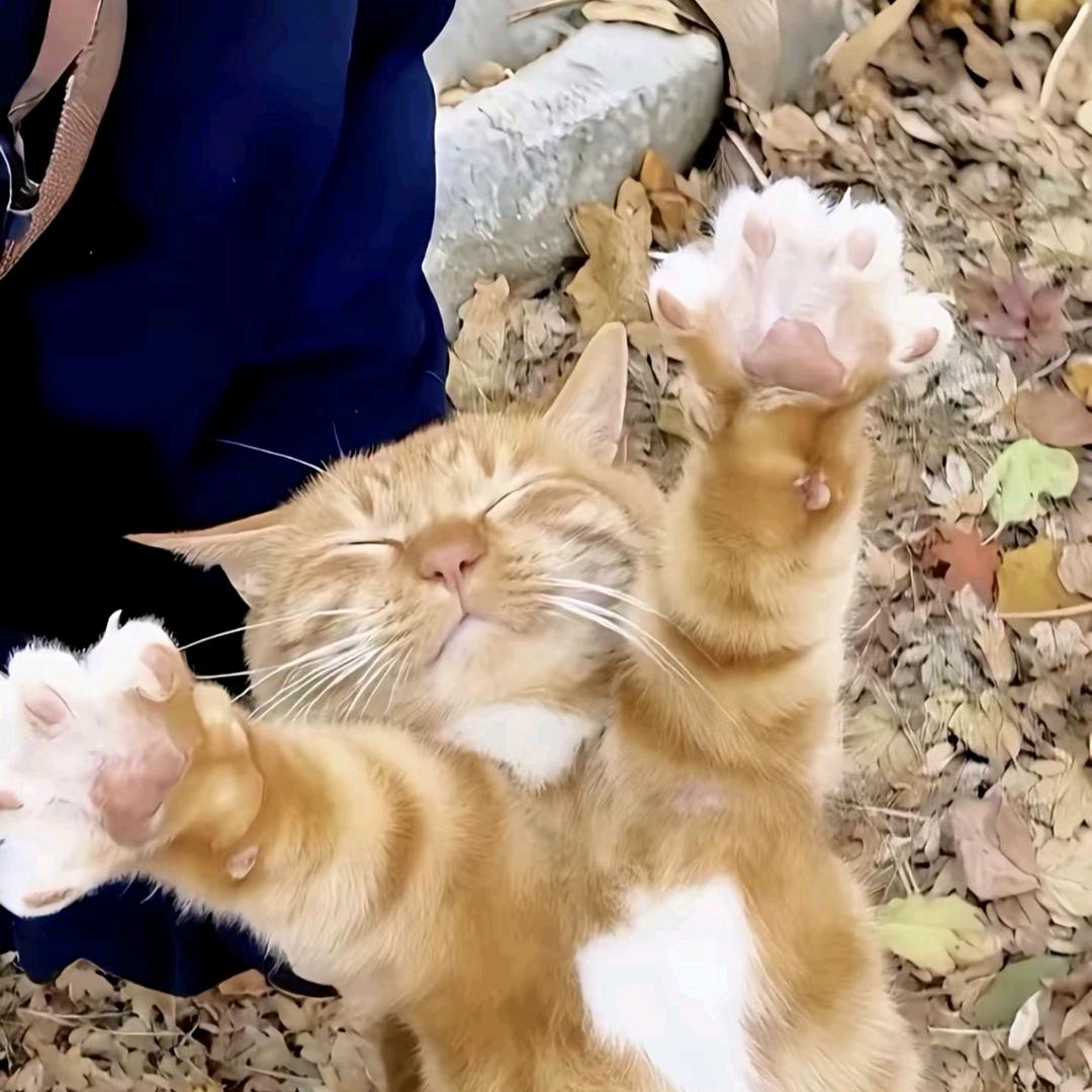 宇宙尽头是颗菜