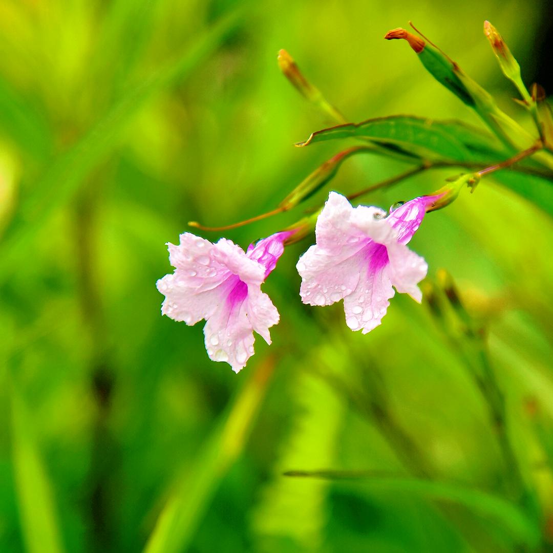 仙鹤摄影日记📷