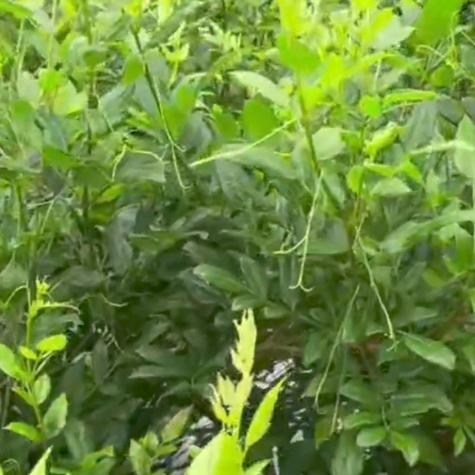 湘小丽优质名茶