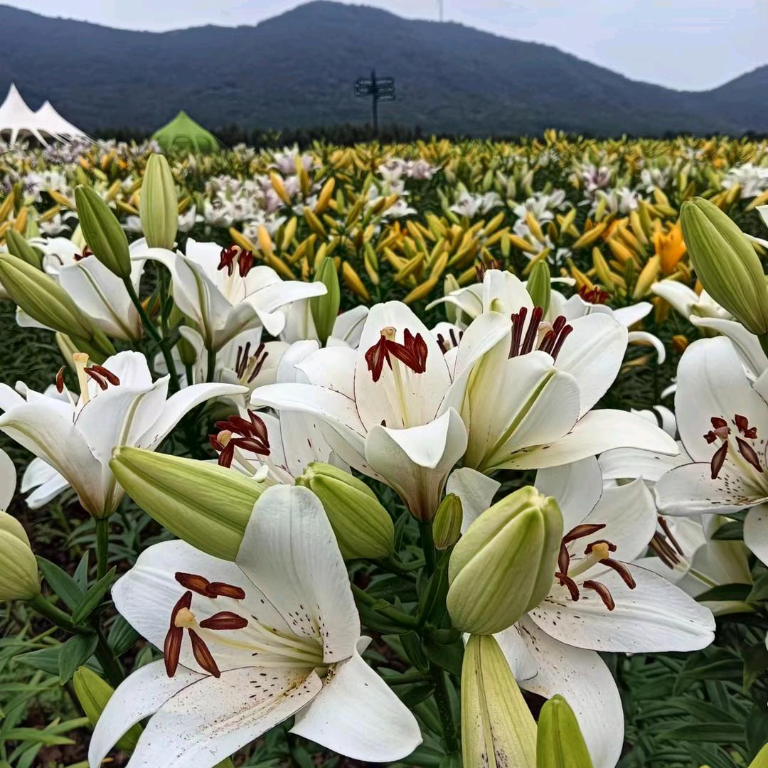 郭锅锅