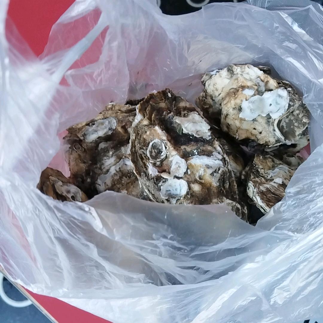 生蚝长年招工