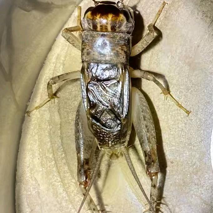 曲阜宁阳周边撬子手