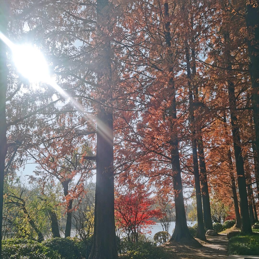 尘世半垣封吾岸