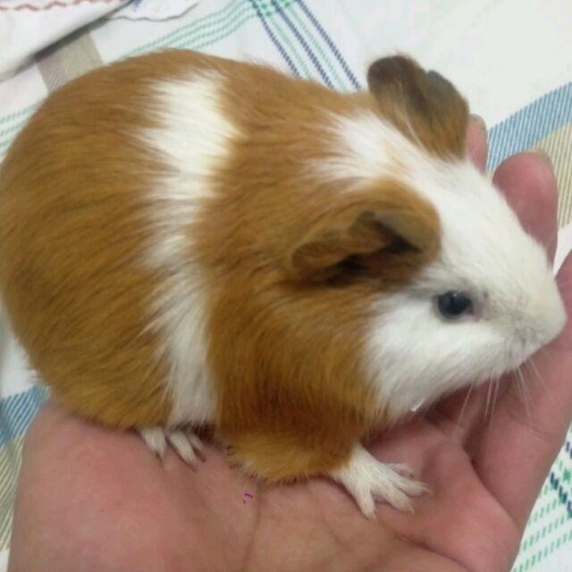 甲午