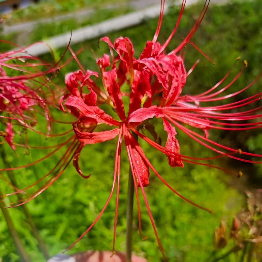 三餐四季谭棉花