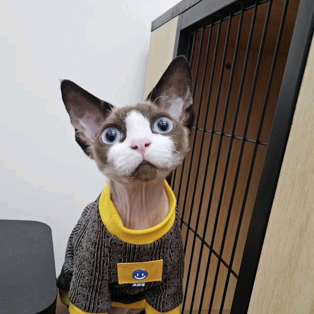 安生的猫咪叫七仔😻