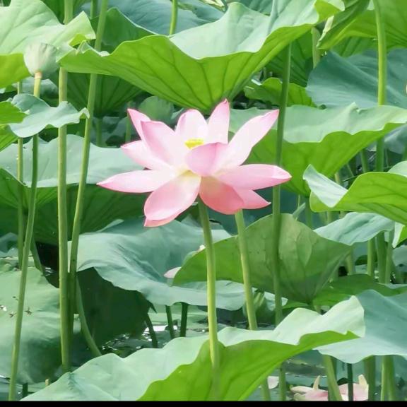 小姚老师(生物)