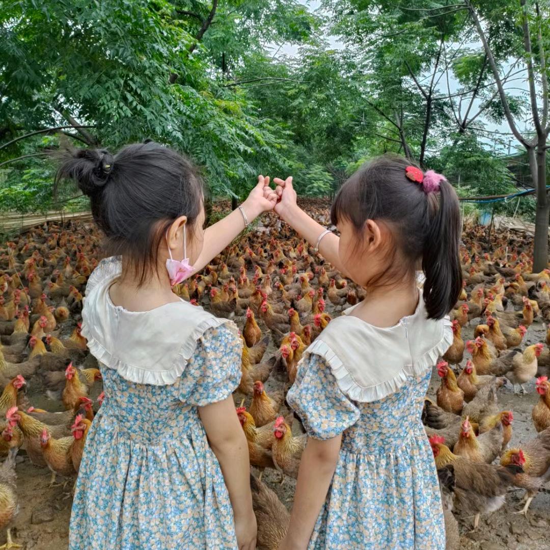 养鸡的乐趣 小晴