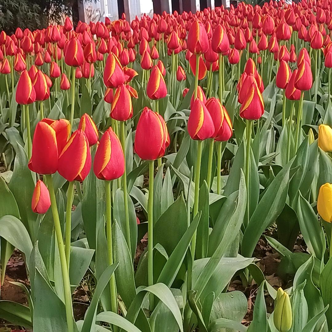 金甜菊