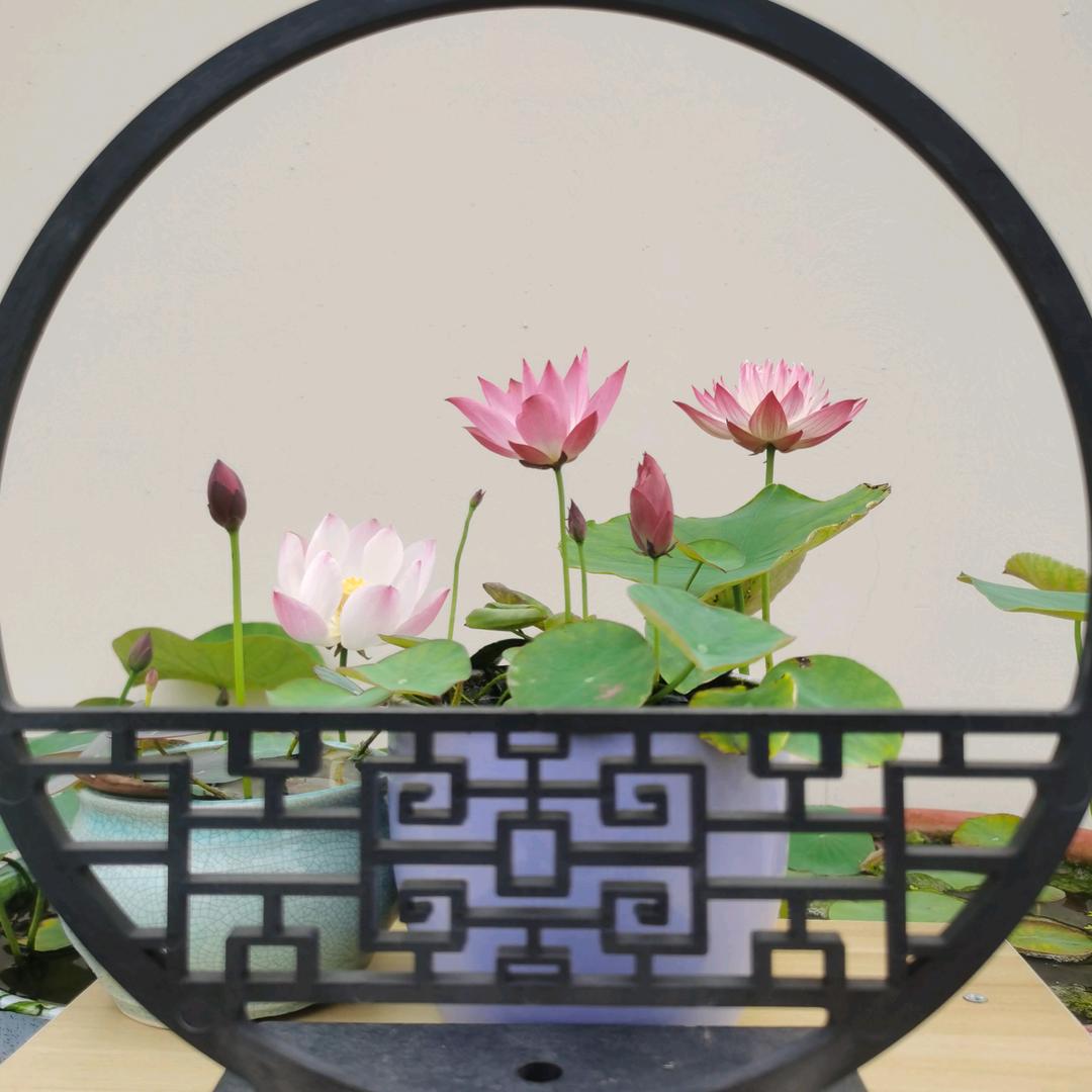清羽