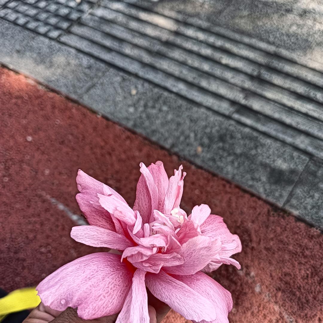 神农架采风的车前草