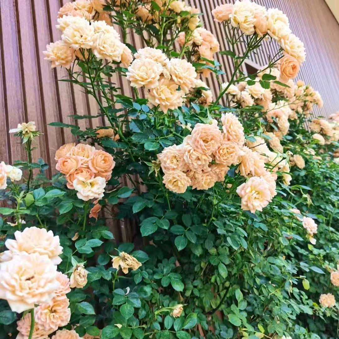 合肥市蜀山区田园宾馆