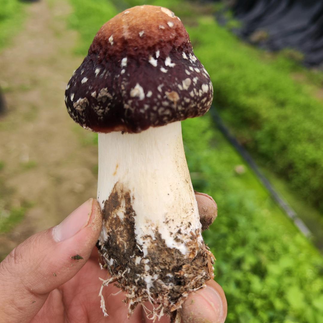 蘑菇小子