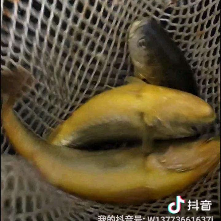 活黄魚专供（军哥）