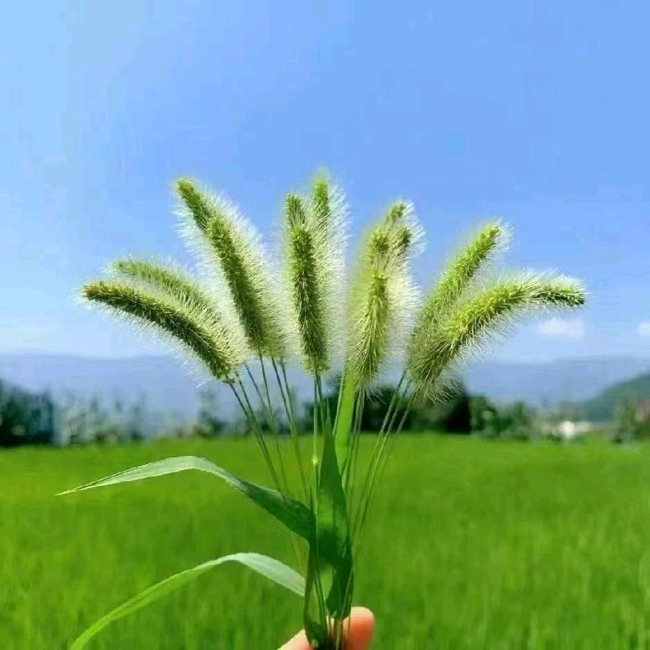 闲舟逸步