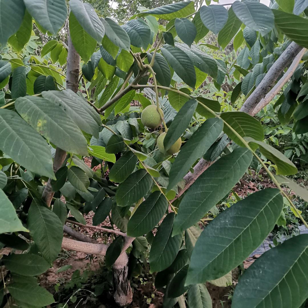 裕泽文玩核桃