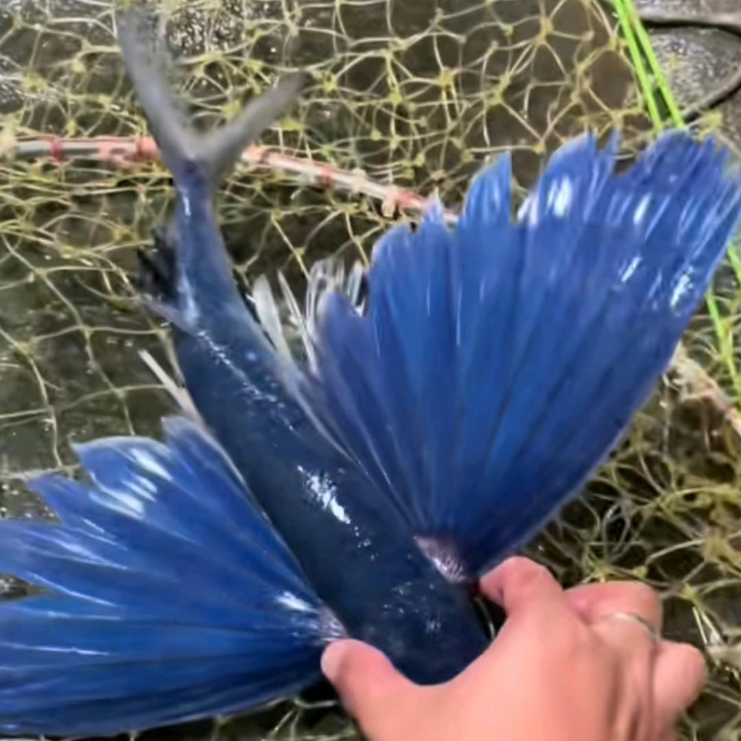 感恩的心