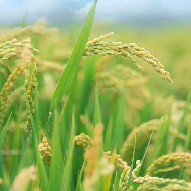 惠丰农资工厂店的头像